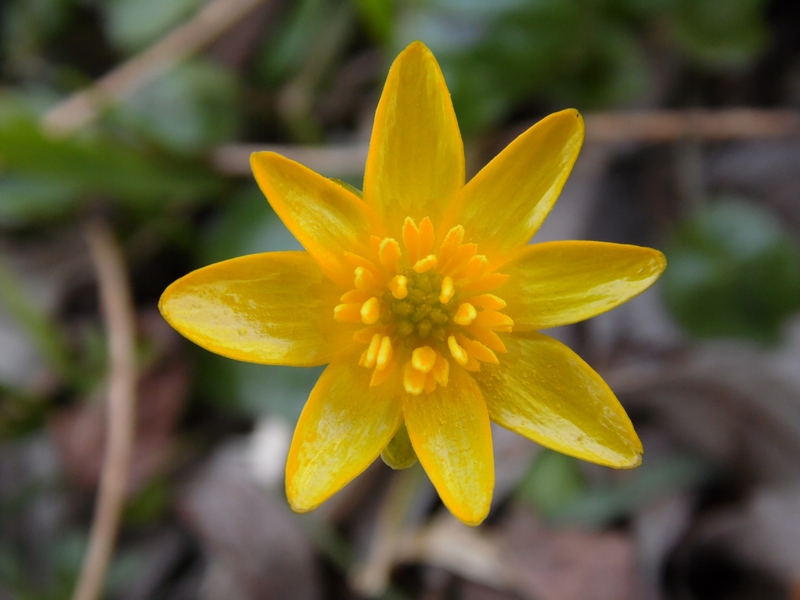 Parco del Ticino : Primavera